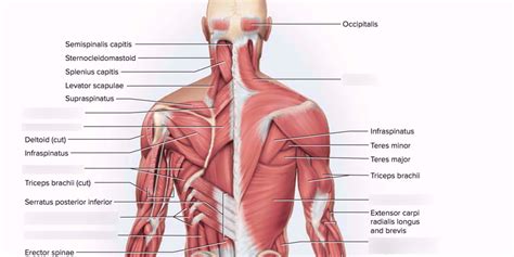 Muscles Of The Torso Posterior : Muscles Of The Neck And Torso Classic Human Anatomy In Motion ...