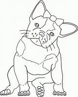boston terrier Colouring Pages  Clip Art Library sketch template