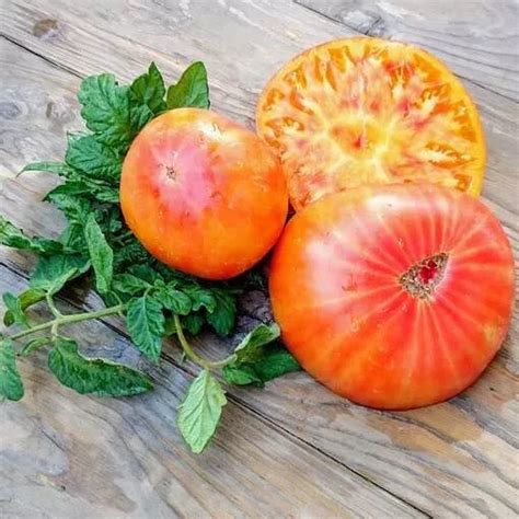 10+ BIG RAINBOW Tomato Seeds - Heirloom - Organic - Non Gmo --Fresh ---- Rare $2.48 - PicClick