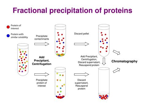 PPT - Methods of Protein Purification PowerPoint Presentation - ID:89332