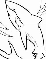 Free Printable Shark Coloring Pages For Kids sketch template