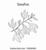 Sassafras Albidum Medicinal Plant Hand Drawn Stock Vector Royalty Free  sketch template
