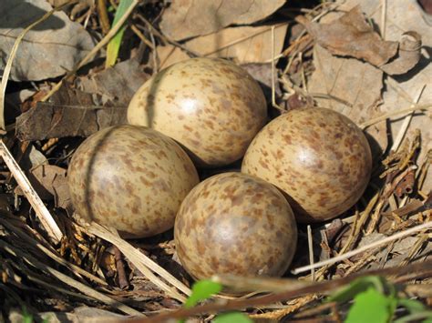 Woodcock Bird Eggs