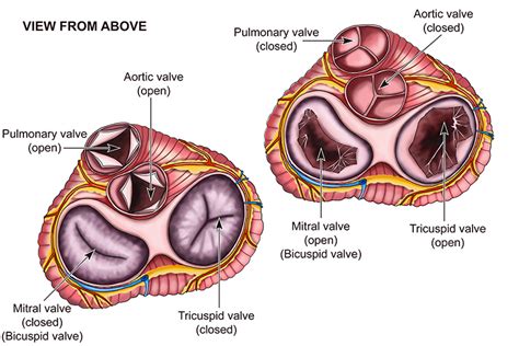 Mitral Known As Bicuspid Valve And Cross Section Of Valves | The Best ...