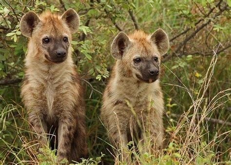 Brown Hyena Research Project Newsletter December 2016 : hyenas