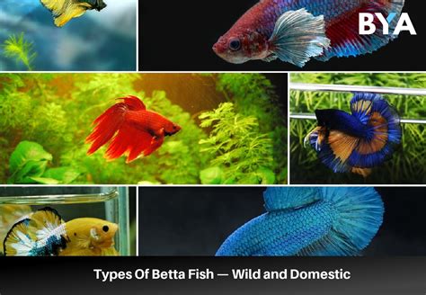 17+ Types Of Betta Fish — Wild and Domestic