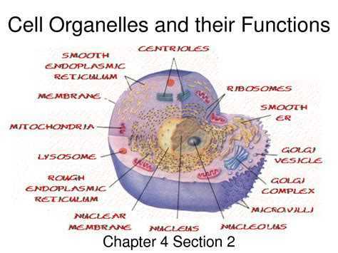 6 Best Images of Animal Cell Organelles Functions Chart - Cell Organelles and Their Functions ...
