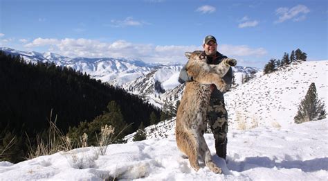 HUNTING FOR MALE MOUNTAIN LIONS TO CLOSE IN HUNTING DISTRICTS 280, 281 ...