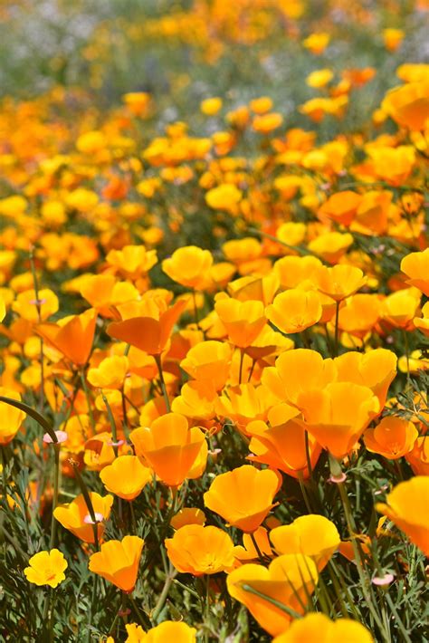 Desert Wildflower Super Bloom | Desert Wildflower Super Bloo… | Flickr