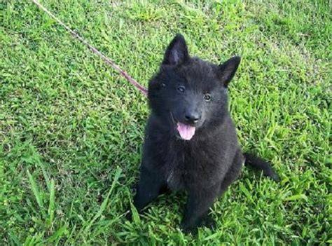 Belgian Sheepdog Puppies Behavior And Characteristics In Different Months Until One Year