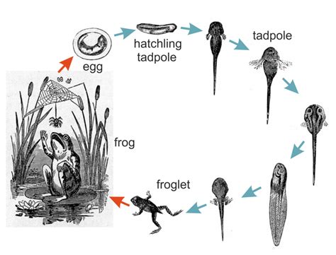 Metamorphosis From Tadpole to Frog – Tadpoles