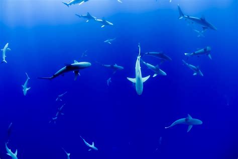 What Is The Fastest Shark? - Shark Diving Unlimited