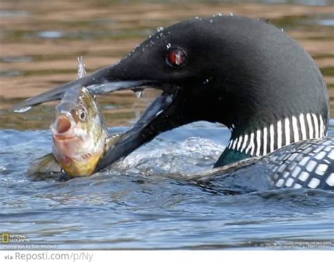 Do Ducks Eat Fish? - Owlcation