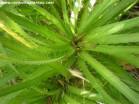 Eryngium paniculatum o Chupalla | Cuidados