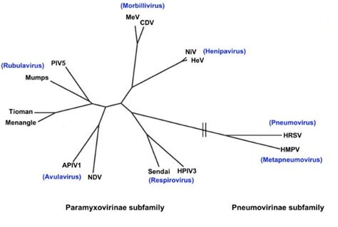 Mumps Virus Pathogenesis