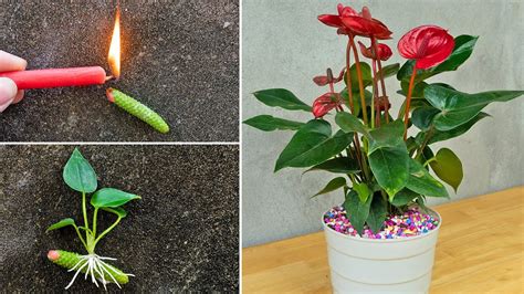 How to propagate anthurium quickly with flower branches | anthurium ...