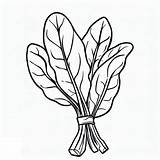 Spinach coloring Pages  ColoringLib sketch template