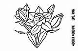 Narcissus Flowers For Coloring sketch template