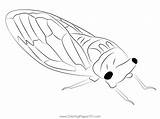 Cicada Coloring Page For Kids  Free Cicadas Printable Pages sketch template