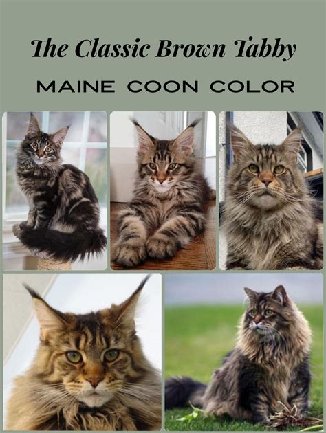 The Brown Tabby Maine Coon Cat Color: So Beautiful!