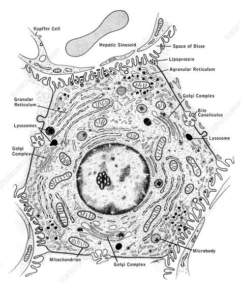 Liver Cell Structure