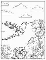 19 Hummingbird Coloring Pages Free PDF Printables sketch template