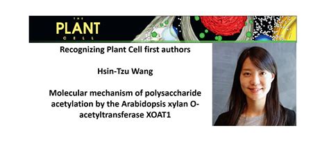 Plantae | Recognizing Plant Cell authors: Hsin-Tzu Wang | Plantae
