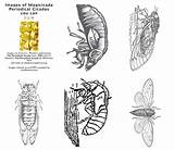 Cicada Coloring Book Using Vintage Illustrations – Mania sketch template