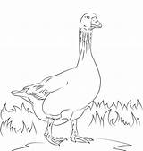 Emden Domestic Goose sketch template
