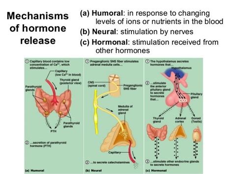 Endocrinology