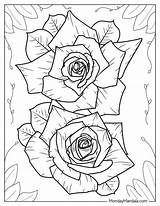 20 Rose Coloring Pages Free PDF Printables sketch template