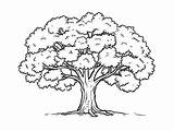 Charming Oak Tree Coloring Sheet  Page sketch template