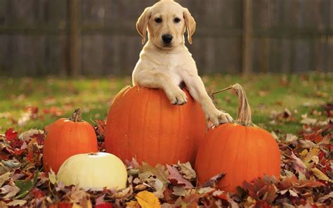 Halloween Dog Wallpapers - Top Free Halloween Dog Backgrounds - WallpaperAccess