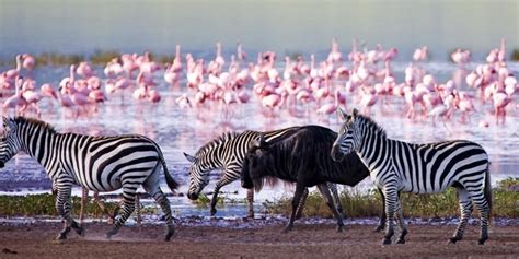 Lake Nakuru National Park | Explore Lake Nakuru Kenya