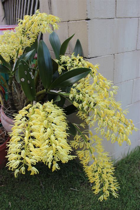 Dendrobium Speciosum | Orchid Flowers