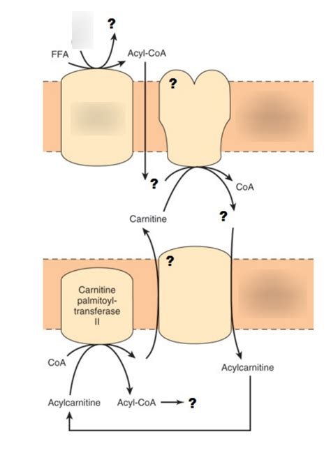 Carnitine Shuttle Diagram | Quizlet