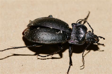 Carabidae