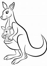 Baby Kangaroo Coloring Pages sketch template