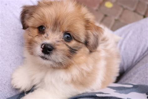 Adorable Female PomShih Puppy For Sale Nov 3rd 2017 | Paradise Puppies