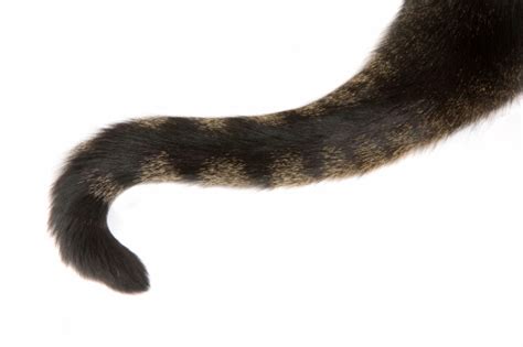 Tabby Cat Tail Isolated Stock Photo - Download Image Now - iStock