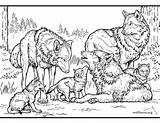 46 Wolf Coloring Pages Online Free  Printable sketch template