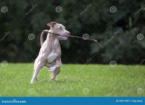 Pitbull Playing with a Stick Stock Image - Image of playing, park: 70211957