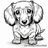 Dachshund Coloring Pages  Free & Printable sketch template