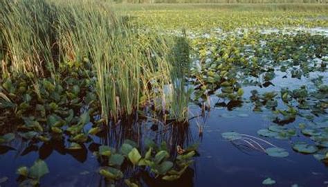 Eastern Mud Turtle Habitat | Animals - mom.me