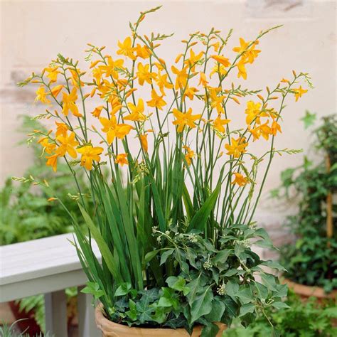 Buy Crocosmia Bulbs – Easy To Grow Bulbs