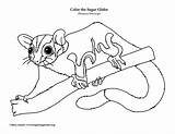 Sugar Glider Coloring Page sketch template
