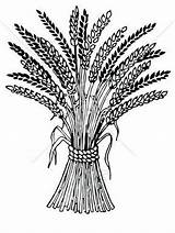 Wheat coloring Pages To Download And Print For Free sketch template