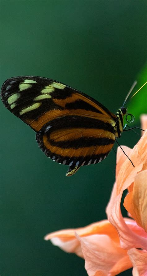 A heliconius butterfly - About Wild Animals