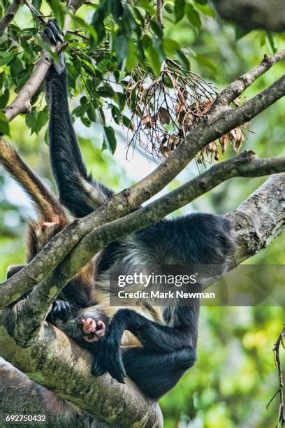 145 Baby Spider Monkeys Stock Photos, High-Res Pictures, and Images ...