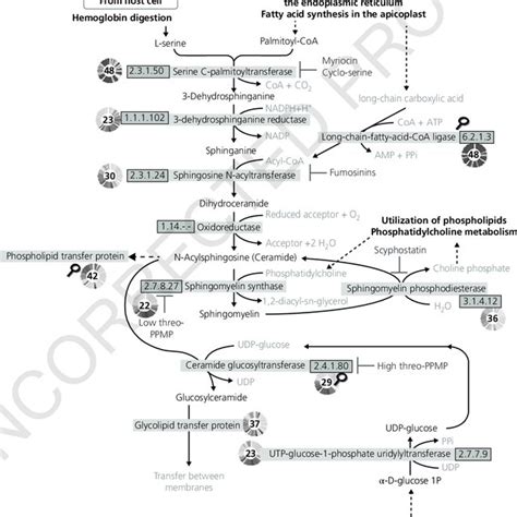 13 Dolichol metabolism. Dolichol cycles in the endoplasmic reticulum ...